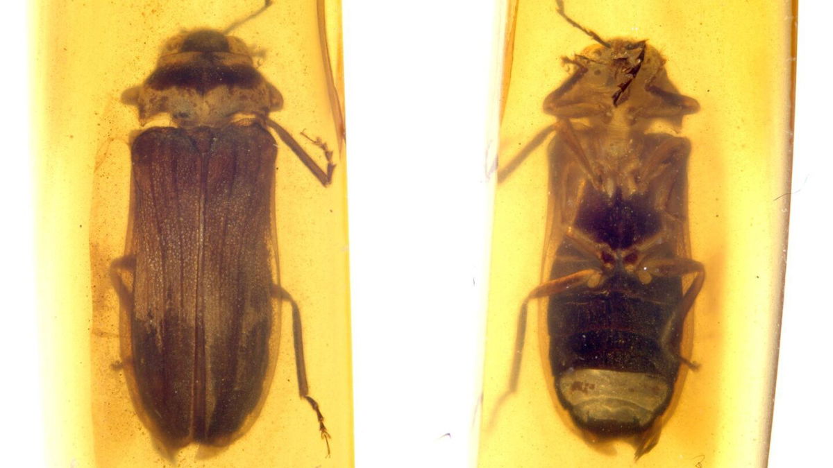 <i>Courtesy Professor Chenyang Cai via CNN Newsource</i><br/>Scientists have identified a previously unknown ancient firefly species — dubbed Flammarionella hehaikuni — from a 99 million-year-old fossil within Burmese amber.