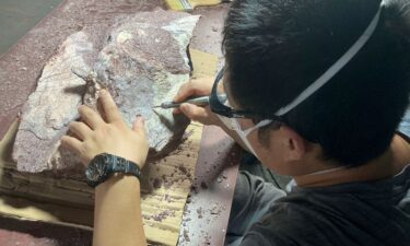 An expert from the Institute of Vertebrate Paleontology and Paleoanthropology of the Chinese Academy of Sciences cleans and prepares a rock containing dinosaur bone fossil