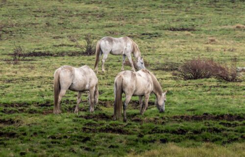 Wild horses are pictured in the Kosciuszko National Park in New South Wales