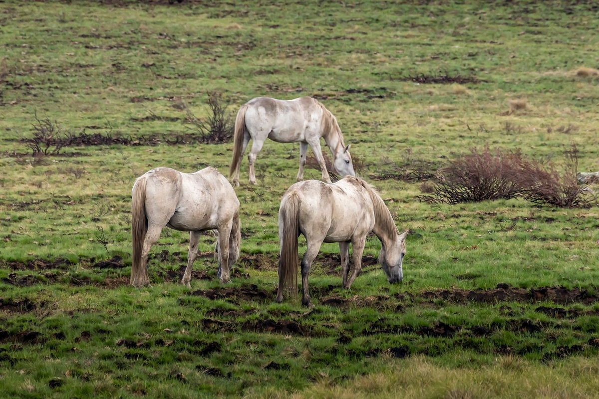 <i>SL/iStockphoto/Getty Images via CNN Newsource</i><br/>Wild horses are pictured in the Kosciuszko National Park in New South Wales