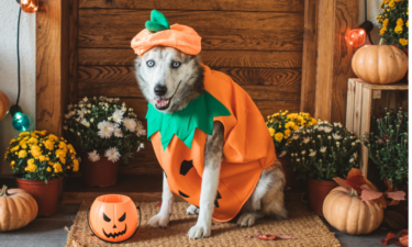 Americans are projected to spend $700M on Halloween costumes for their pets. Here are this year's most popular getups.