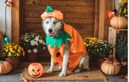 Americans are projected to spend $700M on Halloween costumes for their pets. Here are this year's most popular getups.