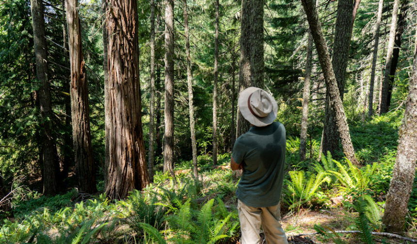 old-growth-forest-coast-range-cascadia-w