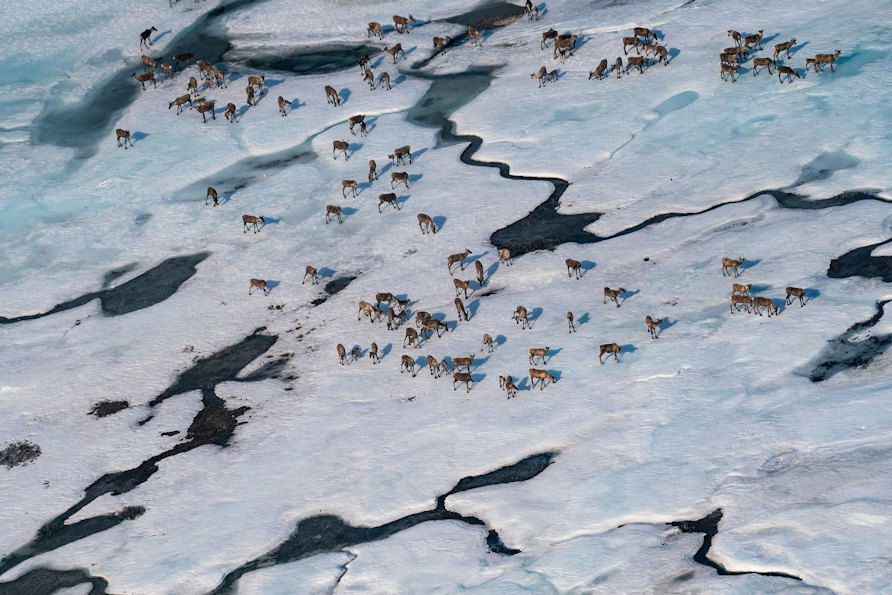 Caribou gather in the Arctic National Wildlife Refuge in Alaska in June.