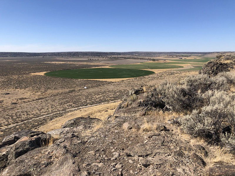 Irrigated fields in the Harney Basin lowlands; view looking west.