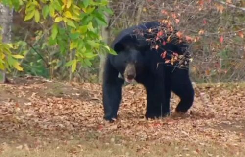 As Helene recovery efforts collide with the time of year when bear sightings increase