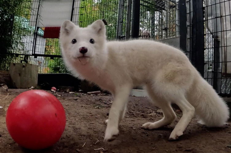  A rescued arctic fox is being cared for at the Oregon Zoo before heading to her new home in Wisconsin. 