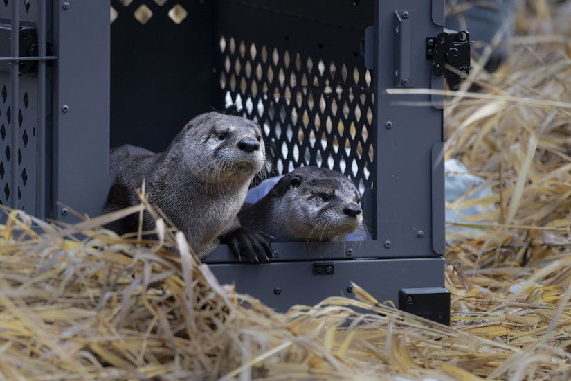 Two rescued, recovered river otters leave crate on release day.