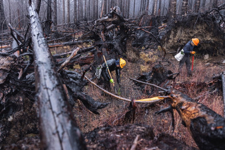 Contracted planting crew members plant Douglas fir saplings in the aftermath of the Beachie Creek fire of 2020. The ODF has planted 2.3M trees as part of the recovery effort since 2022 thanks to a $1M grant from the nonprofit American Forests, founded in 1875.  