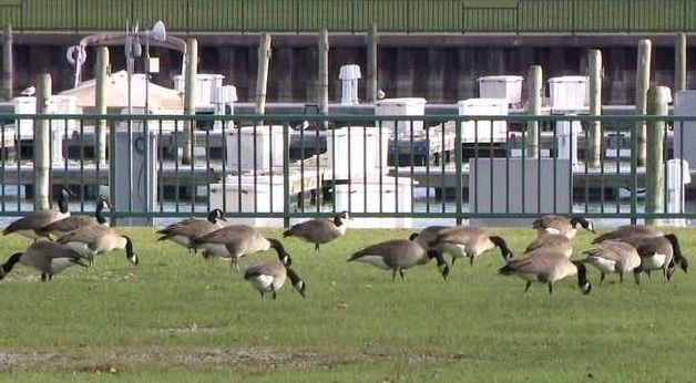 <i>WISN via CNN Newsource</i><br/>The unusually warm fall is causing some migratory birds to extend their summer vacation in southeast Wisconsin rather than beginning their journey south as they typically would by now.