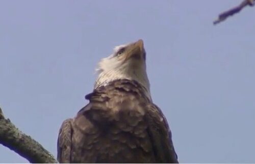 The U.S. Fish and Wildlife Service is asking the public to help track down the person or people responsible for killing a bald eagle in Addison County last month. Officials are offering a $5