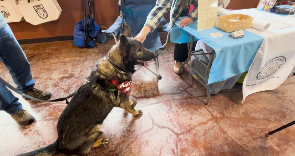 Senior dog adoption event at Bend Pet Express 