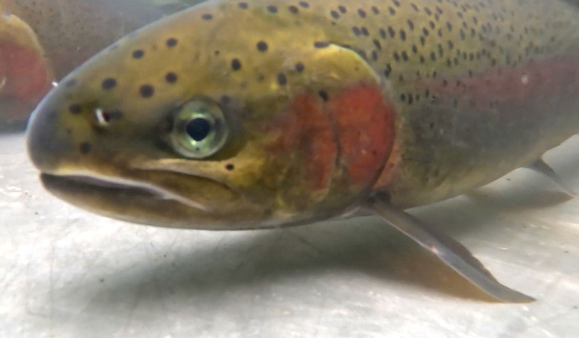 Steelhead returns to Deschutes at highest level in decades, Warm Springs Tribes and PGE say