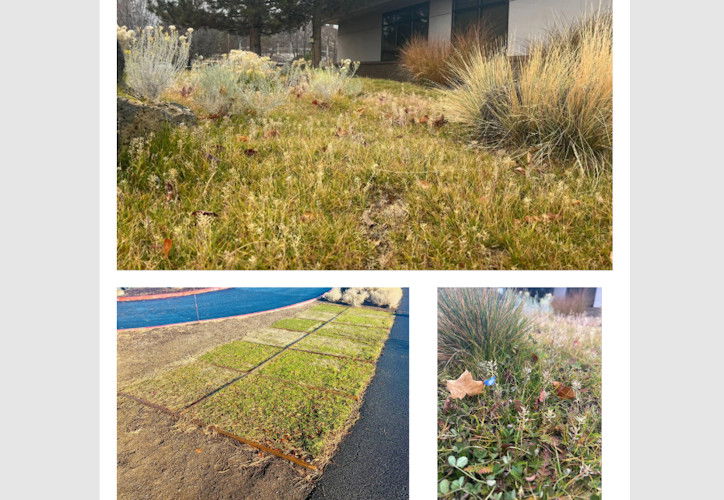 Volunteers in Medicine, Clinic of the Cascades partners with High Desert Horticultural Center, Accent Landscaping, and City of Bend on turf testing project.