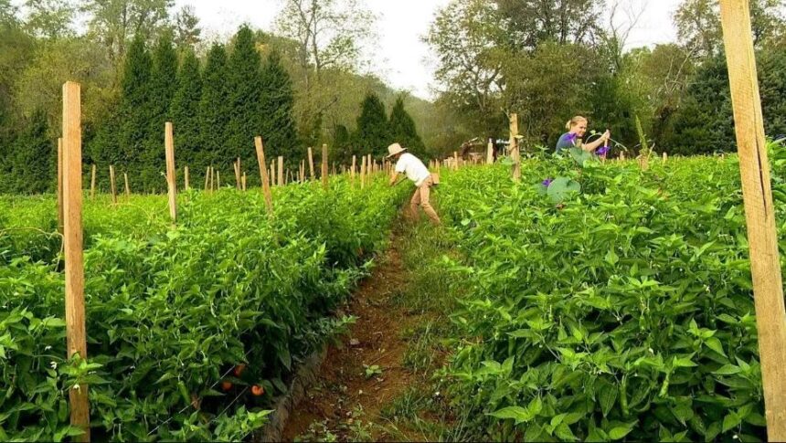 <i>WLOS via CNN Newsource</i><br/>Joel Mowrey of Smoking J’s Fiery Foods says his farm in Candler’s Hominy Valley specializes in some of the hottest peppers in the world.