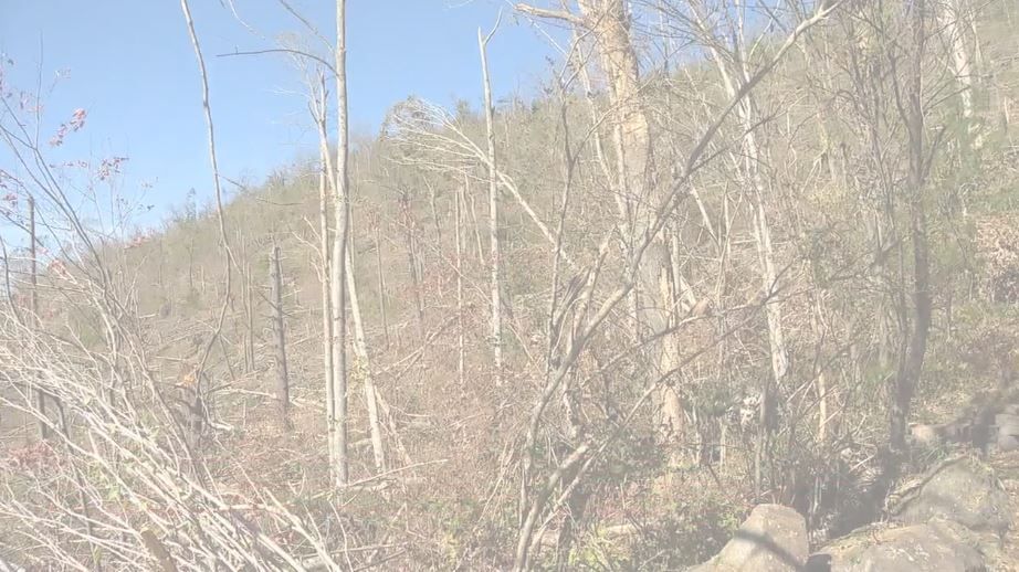 <i>WLOS via CNN Newsource</i><br/>Trees were destroyed by Helene in Webb Cove in North Asheville.