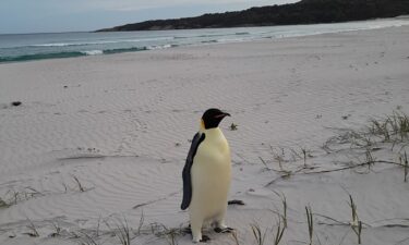 The emperor penguin