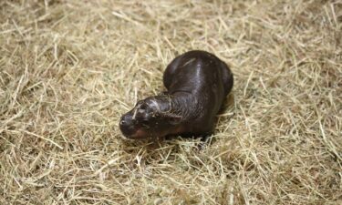 Haggis the hippo was born at the Edinburgh Zoo.