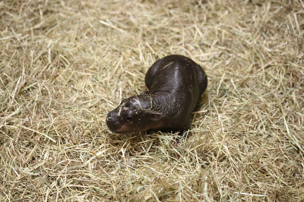 <i>Royal Zoological Society of Scotland via CNN Newsource</i><br/>Haggis the hippo was born at the Edinburgh Zoo.