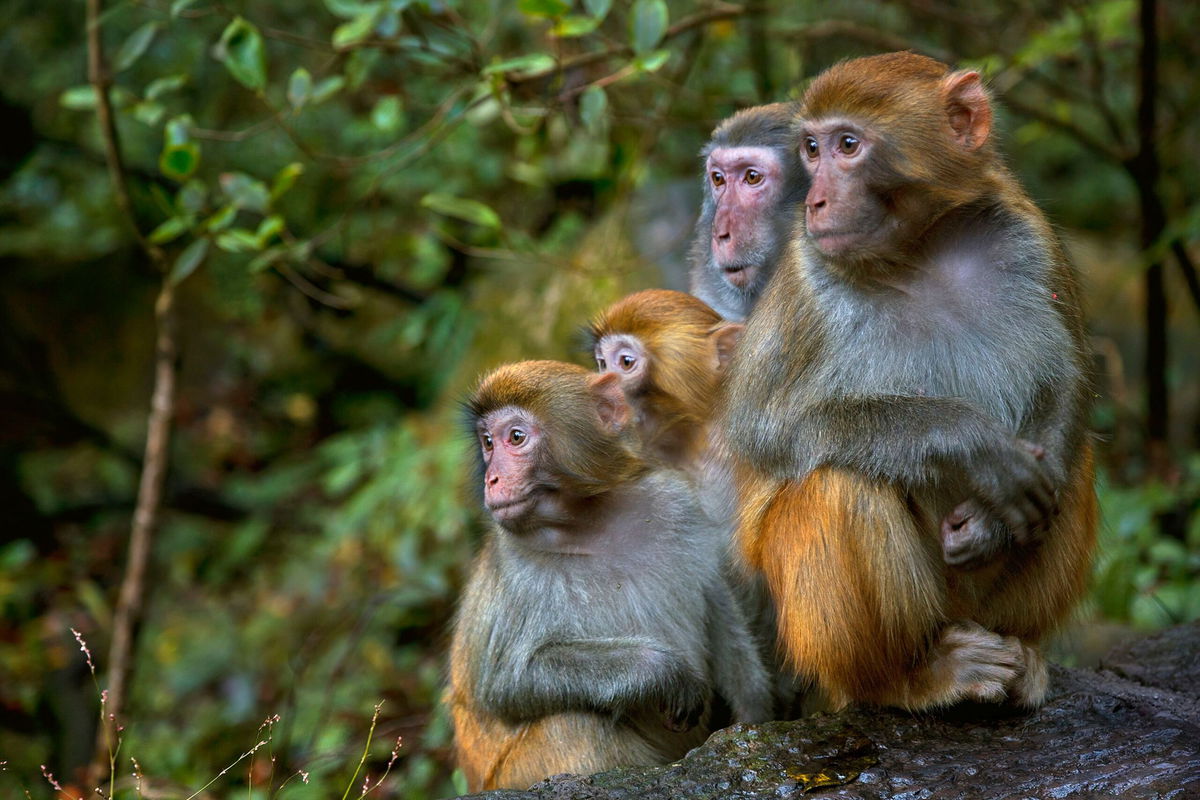 <i>Istvan Kadar Photography/Moment RF/Getty Images via CNN Newsource</i><br/>Rhesus macaque monkeys