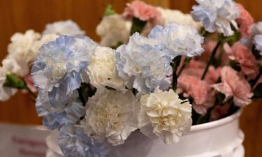 Cut carnations in blue