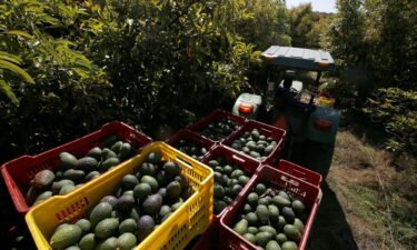 A farmer works at an avocado plantation at the Los Cerritos avocado group ranch in Ciudad Guzman