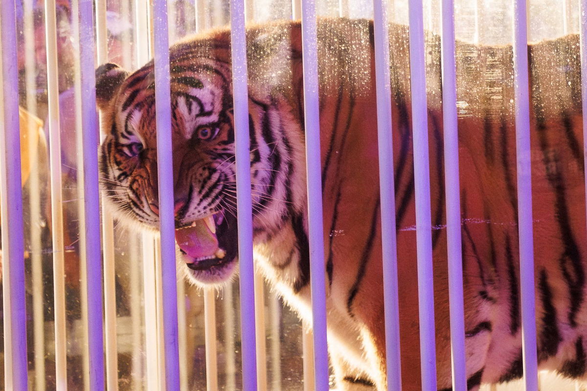 <i>Stephen Lew/USA Today Sports/Reuters via CNN Newsource</i><br/>A live tiger made an appearance on the field before the game.