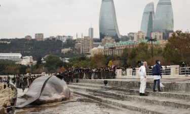 Thousands have gathered to see the beached whale installation