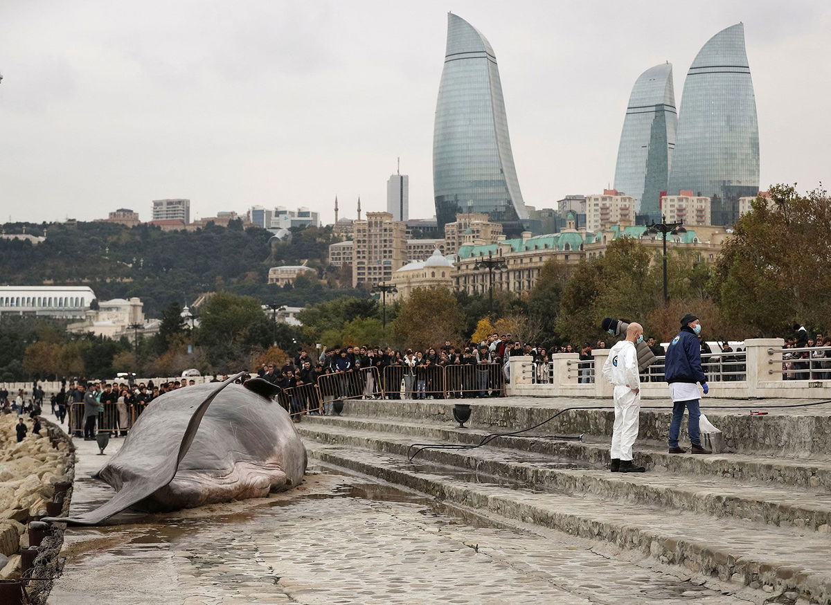 <i>Aziz Karimov/Reuters via CNN Newsource</i><br/>Thousands have gathered to see the beached whale installation