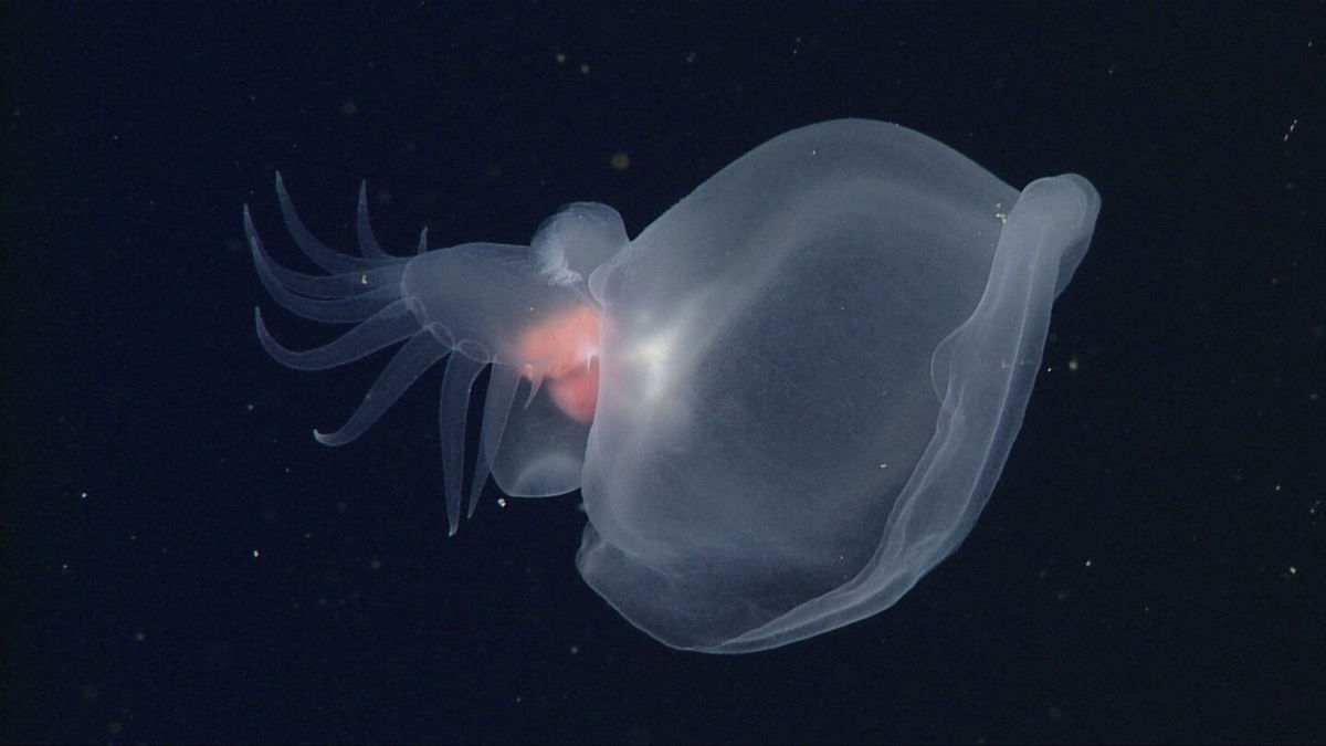 <i>Courtesy MBARI via CNN Newsource</i><br/>Bathydevius caudactylus has a transparent body with bright organs.