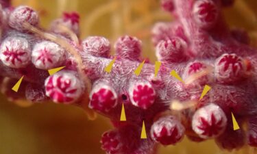 Shown above is a close-up of a coral branch