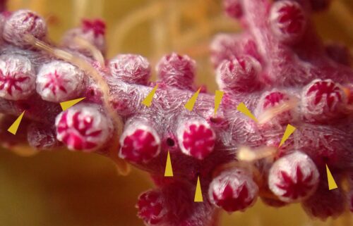 Shown above is a close-up of a coral branch