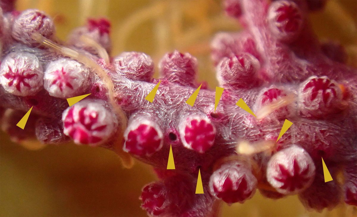 <i>Chloé J.L. Fourreau/Proceedings of the Royal Society B via CNN Newsource</i><br/>Shown above is a close-up of a coral branch