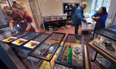 Staff and volunteers attend to surrendered pet mice at the New Hampshire SPCA.