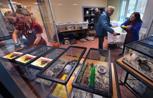 Staff and volunteers attend to surrendered pet mice at the New Hampshire SPCA.