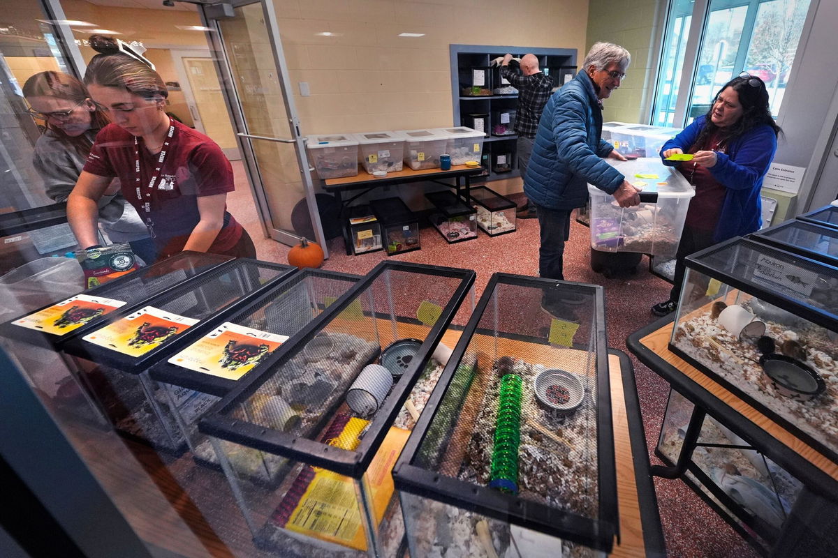 <i>Charles Krupa/AP via CNN Newsource</i><br/>Staff and volunteers attend to surrendered pet mice at the New Hampshire SPCA.