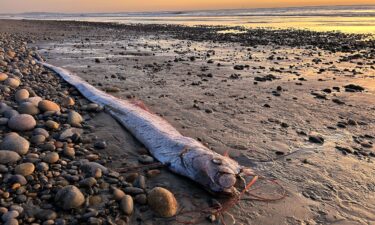 A washed-up oarfish