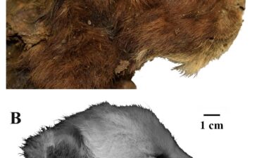 Images highlight the differences in external appearance of the heads of two 3-week-old cub specimens — the mummified Homotherium latidens (sabre-toothed cat) at the top and Panthera leo (modern lion) below.