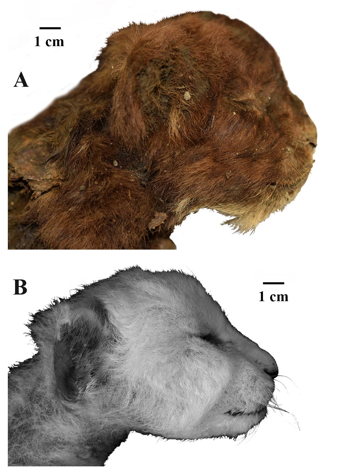 <i>courtesy Prof. Alexey V. Lopatin via CNN Newsource</i><br/>Images highlight the differences in external appearance of the heads of two 3-week-old cub specimens — the mummified Homotherium latidens (sabre-toothed cat) at the top and Panthera leo (modern lion) below.