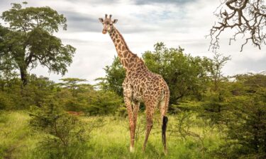 A female Masai giraffe and impala in Nyerere National Park in southern Tanzania. US officials proposed to list the Masai giraffe as a threatened species.