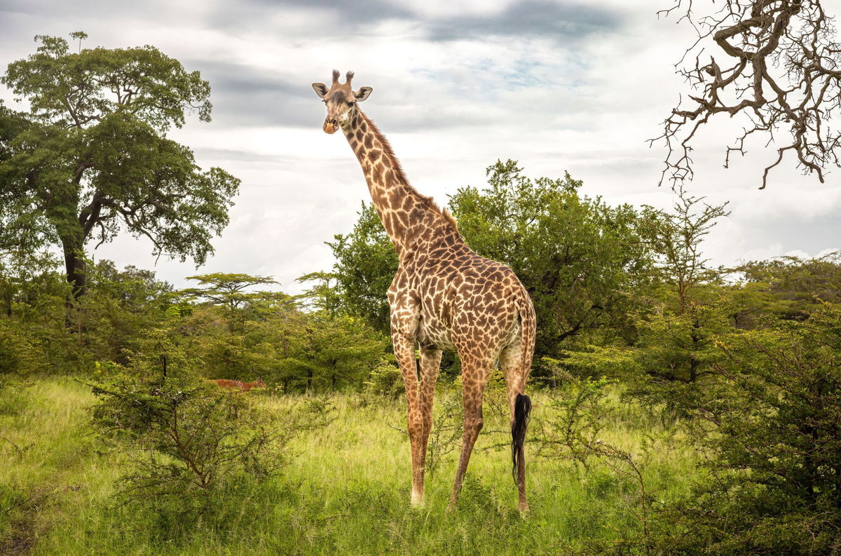 <i>Andy Soloman/UCG/Universal Images Group/Getty Images via CNN Newsource</i><br/>A female Masai giraffe and impala in Nyerere National Park in southern Tanzania. US officials proposed to list the Masai giraffe as a threatened species.