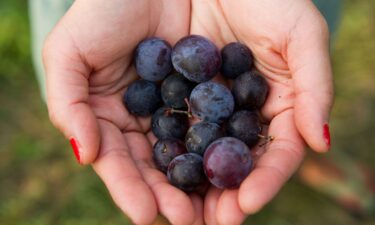 Beach plums are harvested in Federalsburg