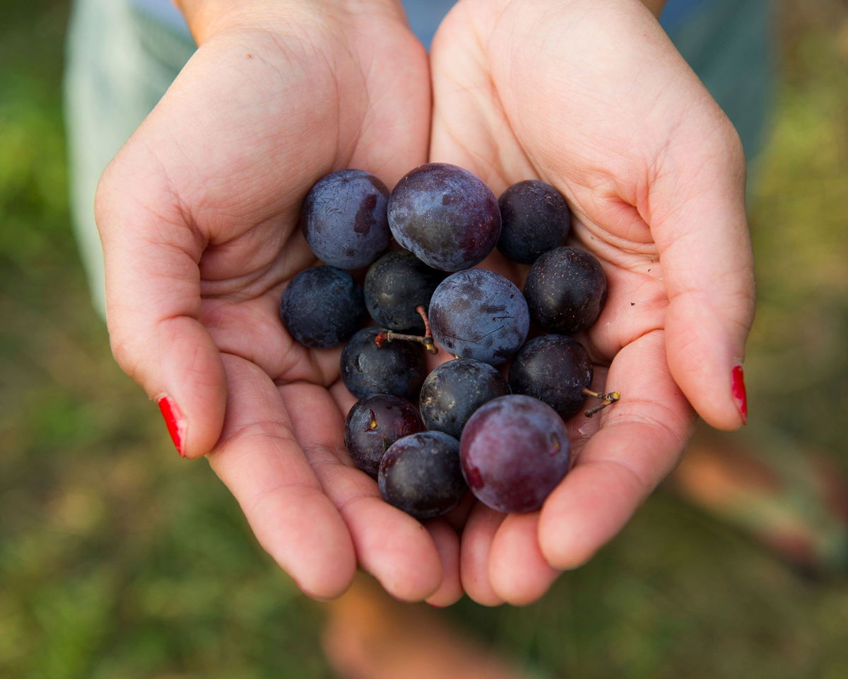 <i>Edwin Remsberg/VWPics/AP via CNN Newsource</i><br/>Beach plums are harvested in Federalsburg