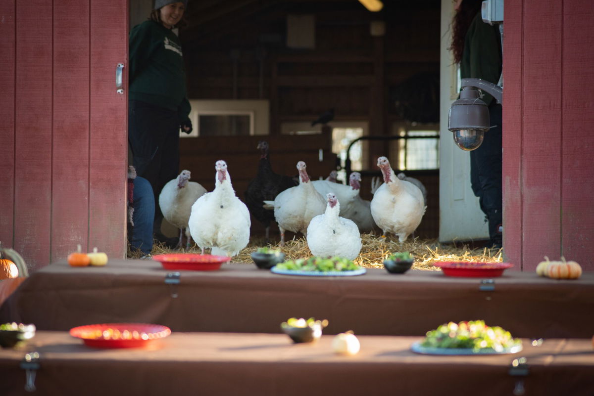 <i>Farm Sanctuary via CNN Newsource</i><br/>The turkeys at Farm Sanctuary eagerly await their special meal in Watkins Glen