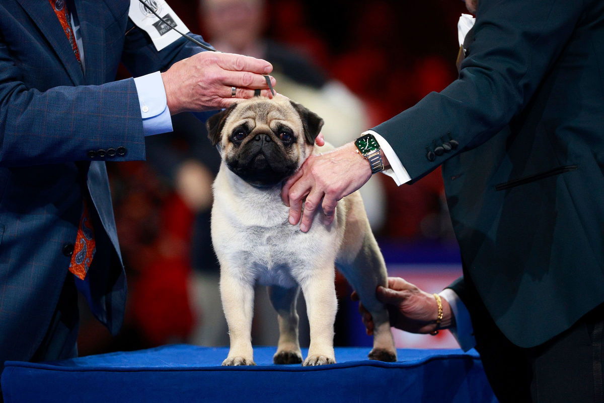 <i>Bill McCay/NBC/Getty Images via CNN Newsource</i><br/>The 2.5-year-old pug bested 2