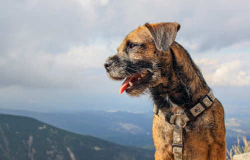 The most common dog names in Oregon