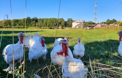 Light versus dark—the color of the turkey meat is due to the job of the muscle