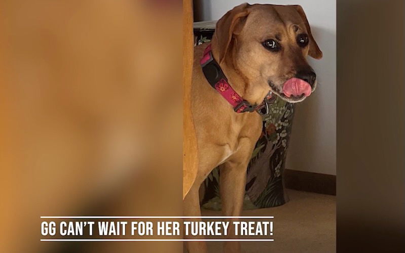 Pet Pics Sweepstakes: These hungry pets are ready for Thanksgiving ...