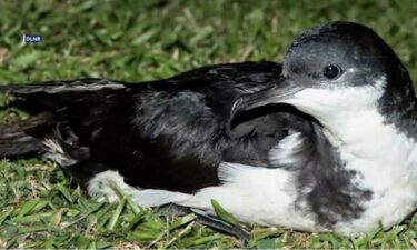 To protect native birds