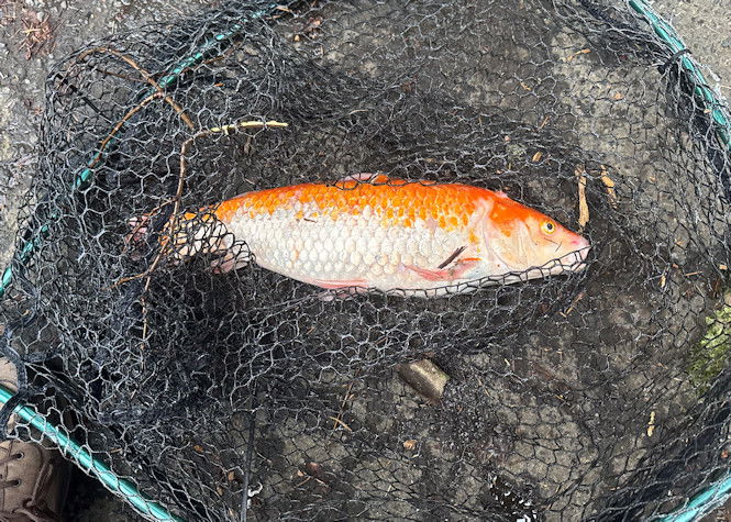 Koi caught by ODFW staff from the McKenzie River near Eugene, Ore., Dec. 19, 2024. This non-native species was reported to the Oregon Invasive Species Hotline. 